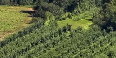 Aerial photo of forest